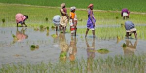 Chhattisgarh Polls: Farmers’ Votes at Centre of Politics on Paddy Prices, Loan Waivers, Development