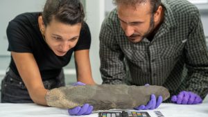 Ancient 20-inch-long hand ax discovered in Saudi Arabia may be world’s largest