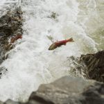 Fish out of water: North American drought bakes salmon