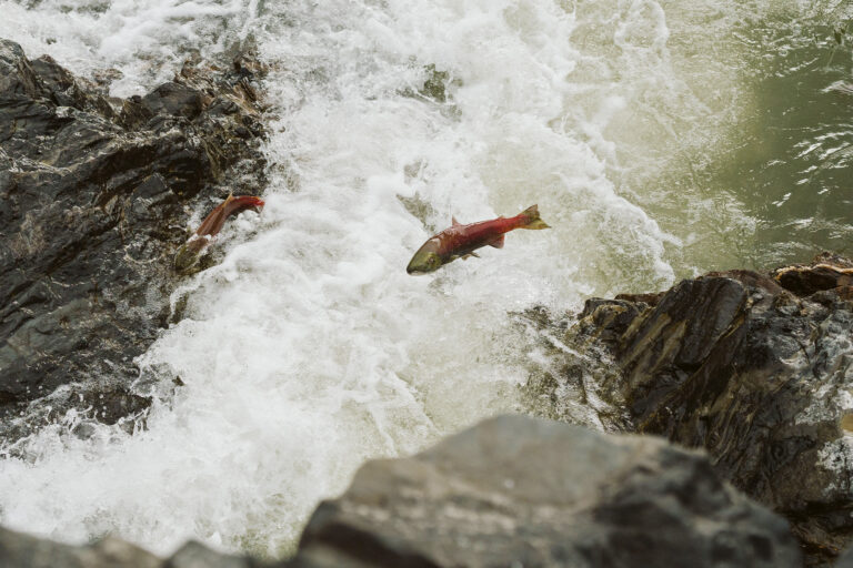 Fish out of water: North American drought bakes salmon