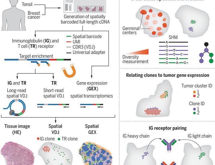 Spatial transcriptomics of B cell and T cell receptors reveals lymphocyte clonal dynamics | Science