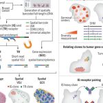 Spatial transcriptomics of B cell and T cell receptors reveals lymphocyte clonal dynamics | Science