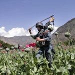 Afghan farmers lose income of more than $1 billion after the Taliban banned poppy cultivation