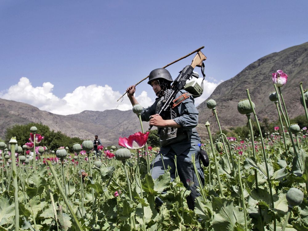 Afghan farmers lose income of more than $1 billion after the Taliban banned poppy cultivation