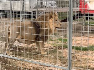 Reader question: Is it legal for circuses in Italy to use animals?