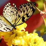 Upcoming Abu Dhabi garden to house over 2,000 butterflies