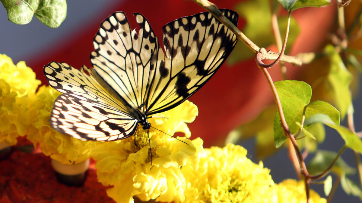 Upcoming Abu Dhabi garden to house over 2,000 butterflies