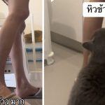 Thai TikTok is obsessed with hungry talking cat