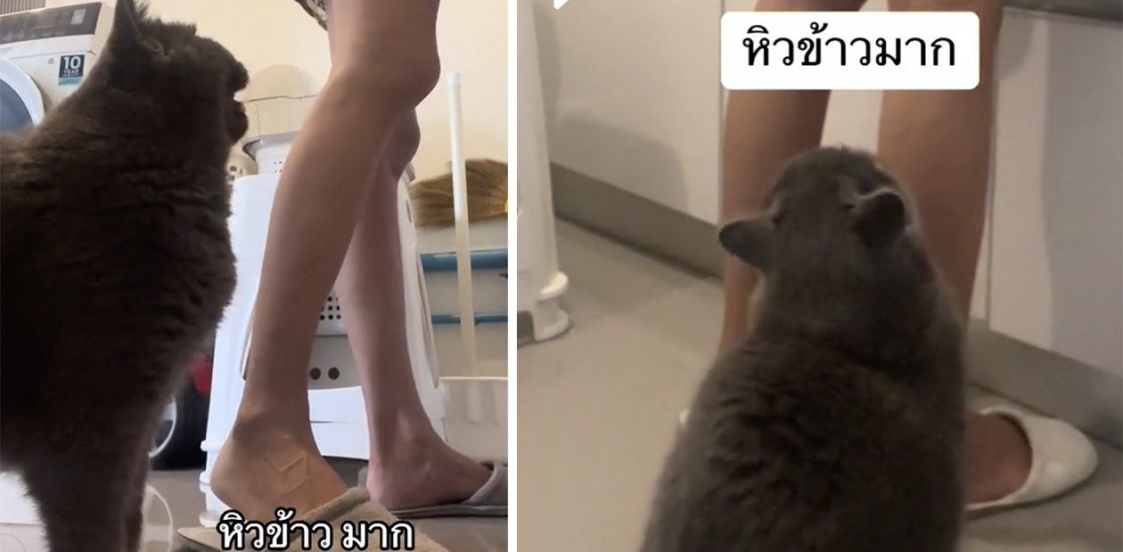 Thai TikTok is obsessed with hungry talking cat