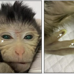 Scientists Create Monkey Chimera With Fluorescent Eyes in Breakthrough