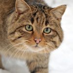 European Wildcats and Domestic Cats Did Not Mix Until 1960s, New Research Shows