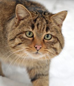 European Wildcats and Domestic Cats Did Not Mix Until 1960s, New Research Shows