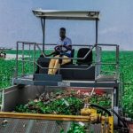 Influx Of Water Hyacinth : LASG Closes Ikorodu Ferry Terminal, Offers Alternative Routes