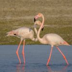 The Port Said International Bird Watching and Photography Festival is Returning for a Second Edition