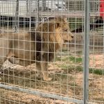 Italian circus says escaped lion posed no risk