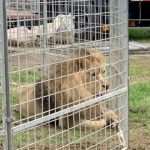 Italian circus says escaped lion posed no risk