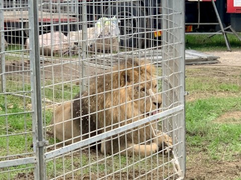 Italian circus says escaped lion posed no risk