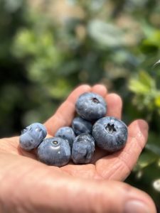 New jumbo blueberry varieties behind farm’s big expansion plans