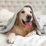 Winter Pet Health: Common Illnesses to Watch For