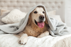 Winter Pet Health: Common Illnesses to Watch For