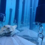 Shark barrier tech from South Africa installed in Bahamas