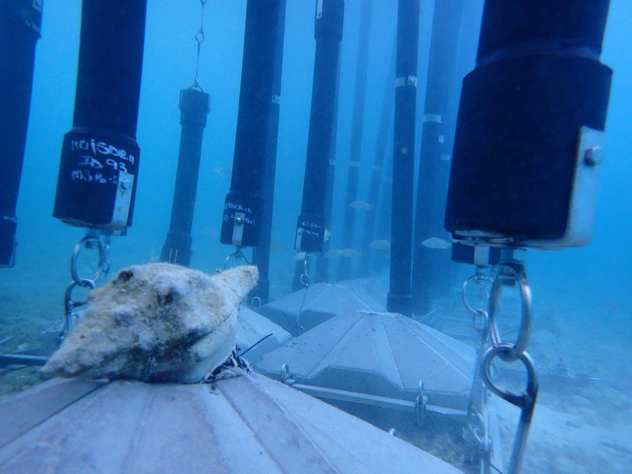 Shark barrier tech from South Africa installed in Bahamas