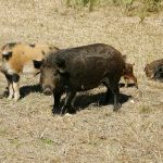 Canada’s Feral ‘Super Pigs’ Are Virtually Impossible to Eradicate