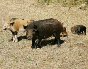 Canada’s Feral ‘Super Pigs’ Are Virtually Impossible to Eradicate