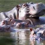 Colombia to cull drug kingpin Pablo Escobar’s ‘cocaine hippos’