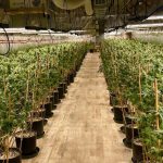 Chinese Marijuana Operations Crops Up in Small-Town America…