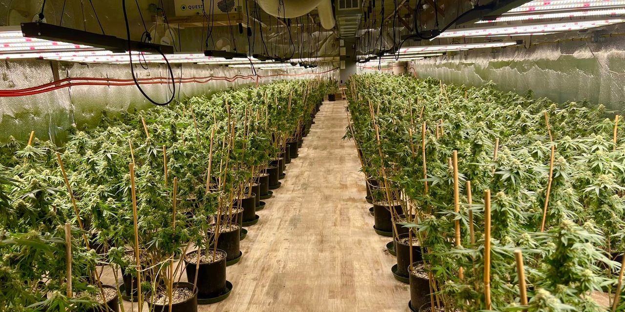 Chinese Marijuana Operations Crops Up in Small-Town America…