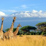 Giraffes Could Go Extinct – The 5 Biggest Threats They Face