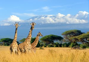 Giraffes Could Go Extinct – The 5 Biggest Threats They Face