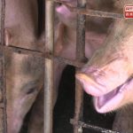 African swine fever found at local pig farm