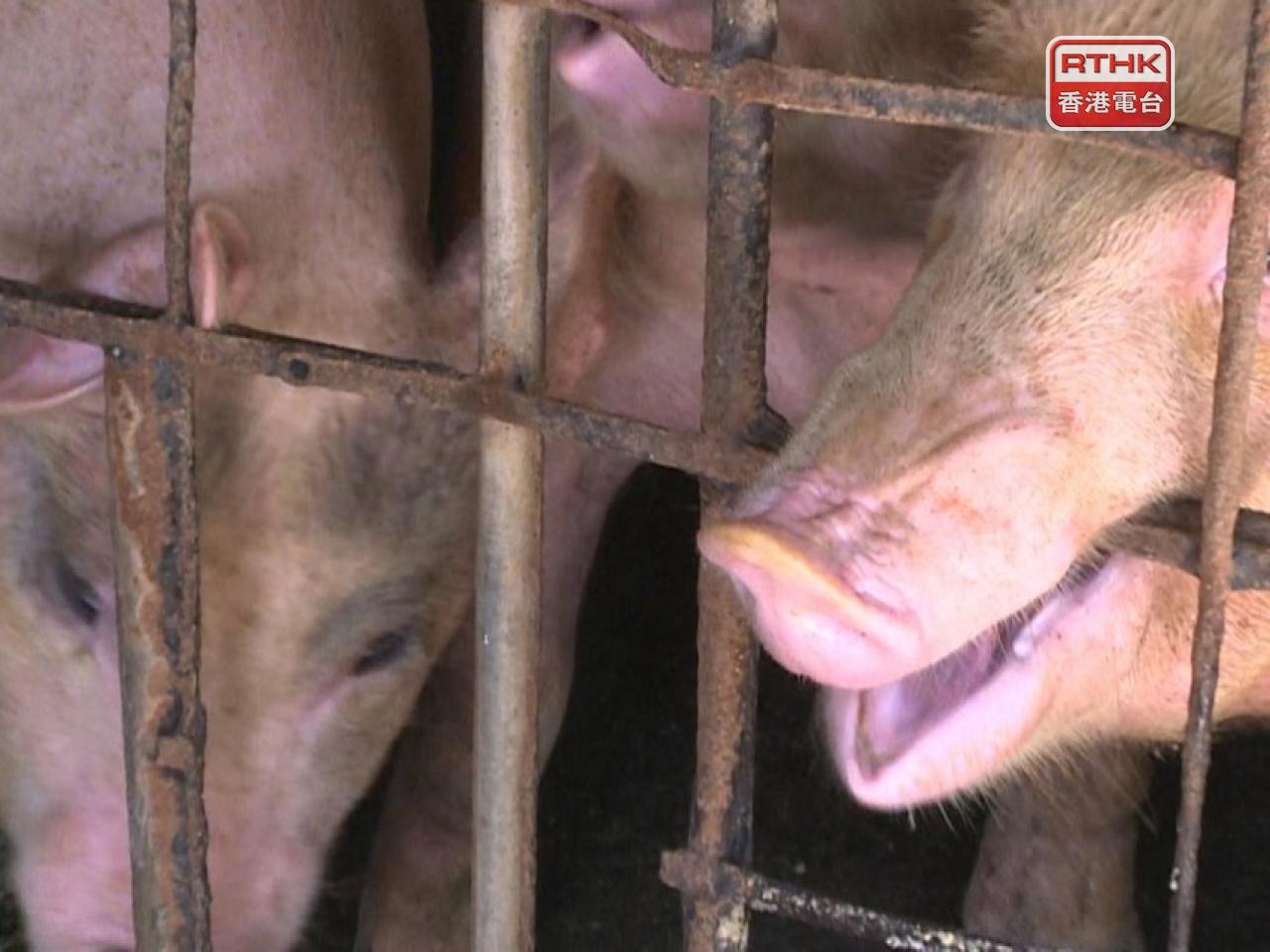 African swine fever found at local pig farm