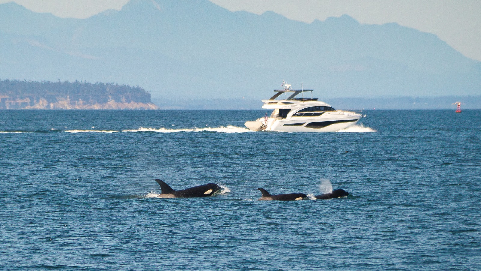 Orcas sink another boat in Europe after a nearly hour-long attack