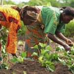 UN ECA looks at diaspora funds to address food insecurity