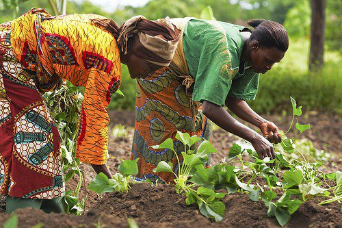 UN ECA looks at diaspora funds to address food insecurity