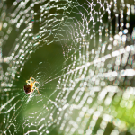 Bioengineered spider silk without critters