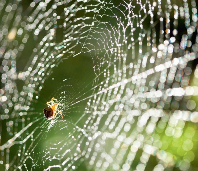 Bioengineered spider silk without critters