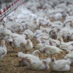 Nearly 5 million chickens killed due to avian flu in B.C.