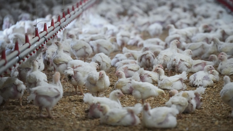 Nearly 5 million chickens killed due to avian flu in B.C.