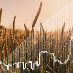 Grain trade disruption could cause severe repercussions on dietary energy and protein consumption in the Middle East – study