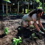 Food Sovereignty Movement Sprouts as Bison Return to Indigenous Communities