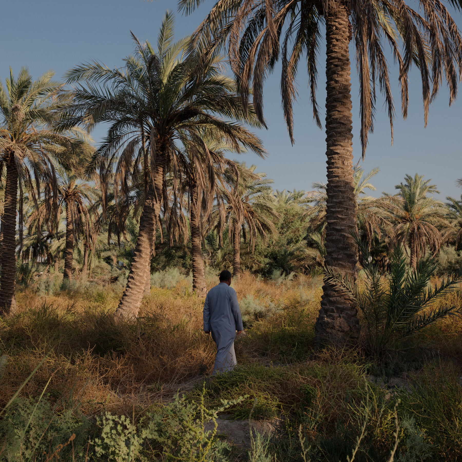 Once, This Was Iraqi Farmland. Now It’s Controlled by an Iran-Linked Militia.