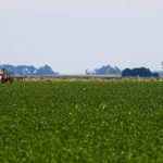 Commodities traders pledge at COP28 to protect South American grasslands