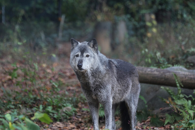 Wolves through the ages: A journey of coexistence, conflict, and conservation