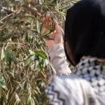 The olive tree, symbol of Palestine and mute victim of Israel’s war on Gaza