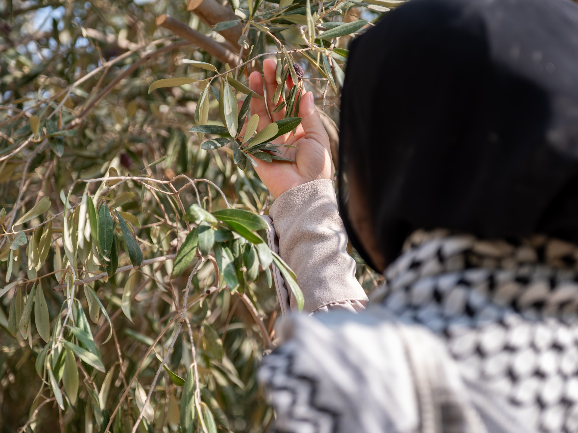 The olive tree, symbol of Palestine and mute victim of Israel’s war on Gaza