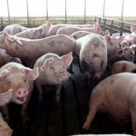 US pork producers in 2023 are looking at their least profitable year on record